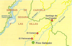 Pino de El Galapan